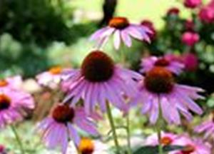Fall Plant Sale and Auction: Friday September 26, 2014
